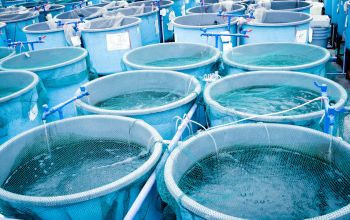 Multiple aquaculture tanks in operation showcasing water aeration and filtration systems, essential in aquatic farming and fish cultivation